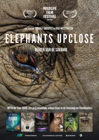 Elephants Up Close (11 screens)